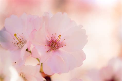 桃花結果|桃花盛開！桃子幾月開花？桃樹栽培重要指南 